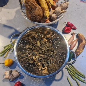 Jamaican fatten barrow plant herb 50g - appetite and healthy weight gain