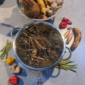 Jamaican john charles cordia globosa herb 50g - cold flu fever bush remedy