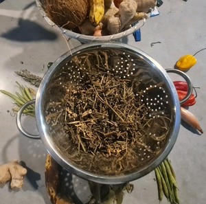 Jamaican spanish needle bidens pilosa organic 50g - immune and blood sugar support